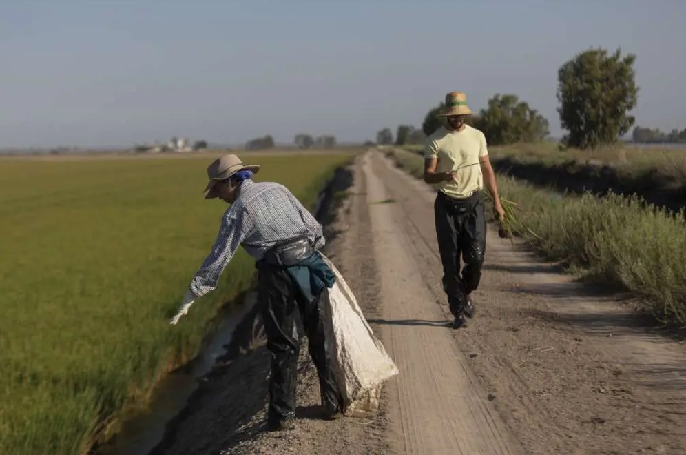 Economiadigital.es/Andalucía: Arrozúa, principal cultivador de arroz en Andalucía, prevé cosechar un tercio de la producción sevillana.