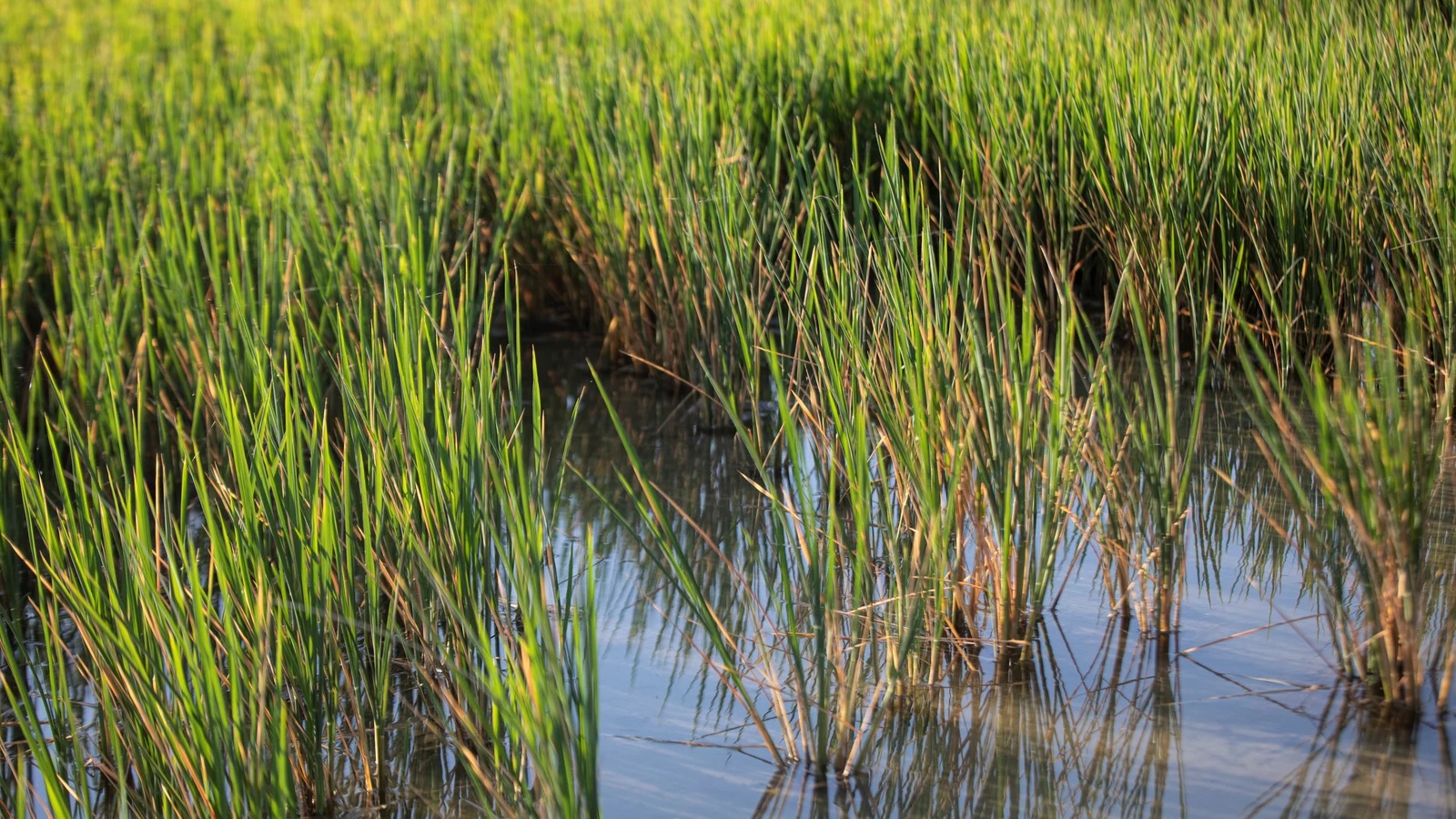 Larazon.es/Andalucía/Sevilla: ¿Cuánto arroz se producirá esta campaña en las marismas del Guadalquivir?