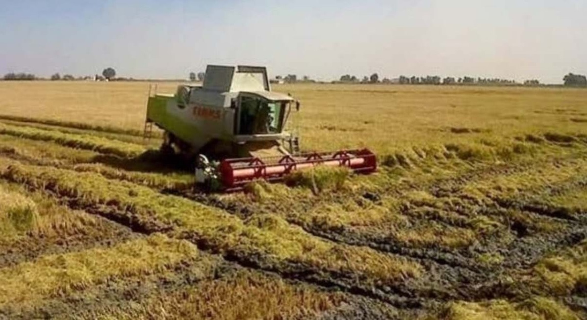 El economista.es: Finaliza la campaña de arroz en Sevilla con 200.000 toneladas: «Para cubrir costes y poco más»