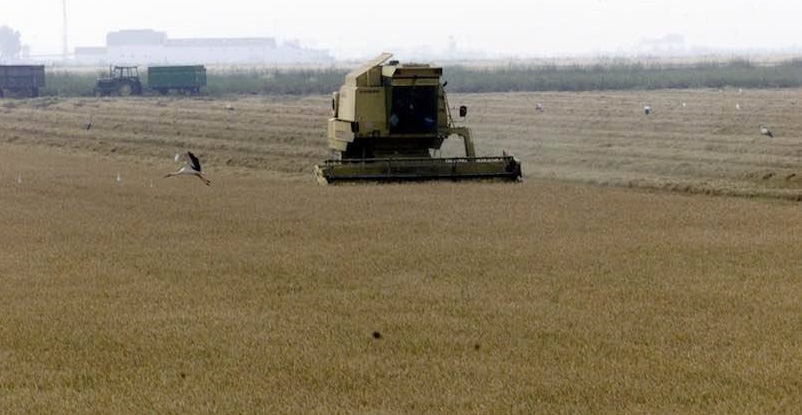 ABCSevilla.es/agronoma: Se cumplen las previsiones mínimas de los arroceros: «La cosecha solo dará para cubrir gastos».