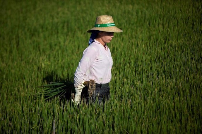 Europapress.es/Andalucía: Los arroceros de Sevilla prevén alcanzar las 200.000 toneladas en 2024 tras sembrar cerca del 70% de la superficie